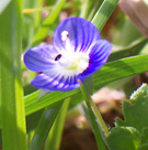 Blaue Frühlingsblume